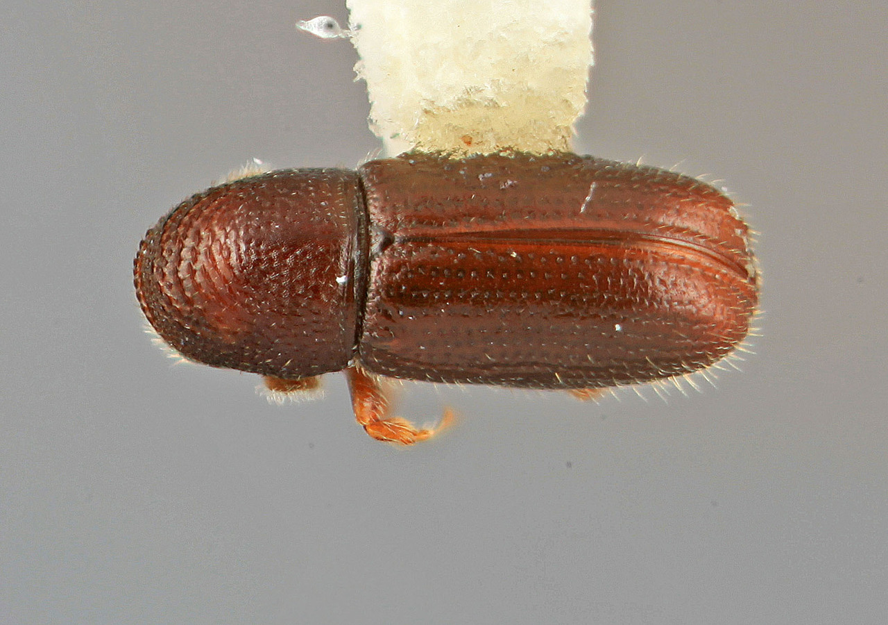 Genus / Species: Araptus spiculatus | Image Author: SM Smith | Location: Venezuela, Mérida, La Carbonera, 50 km NE Merida | Image Type: holotype | Collection: Entomology