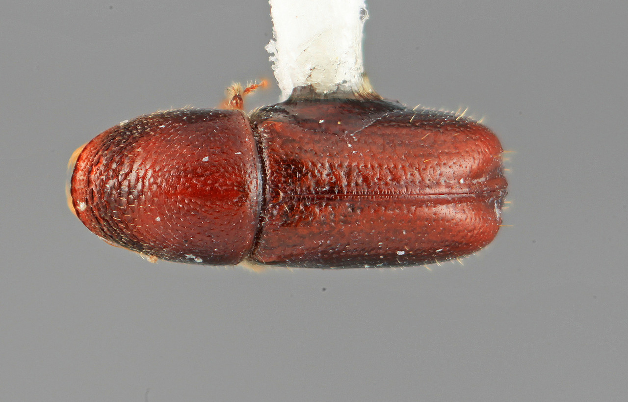 Genus / Species: Araptus mirabilis | Image Author: SM Smith | Location: Colombia, Antioquía, Piedras Blancas, 10 km E Medellin | Image Type: holotype | Collection: Entomology