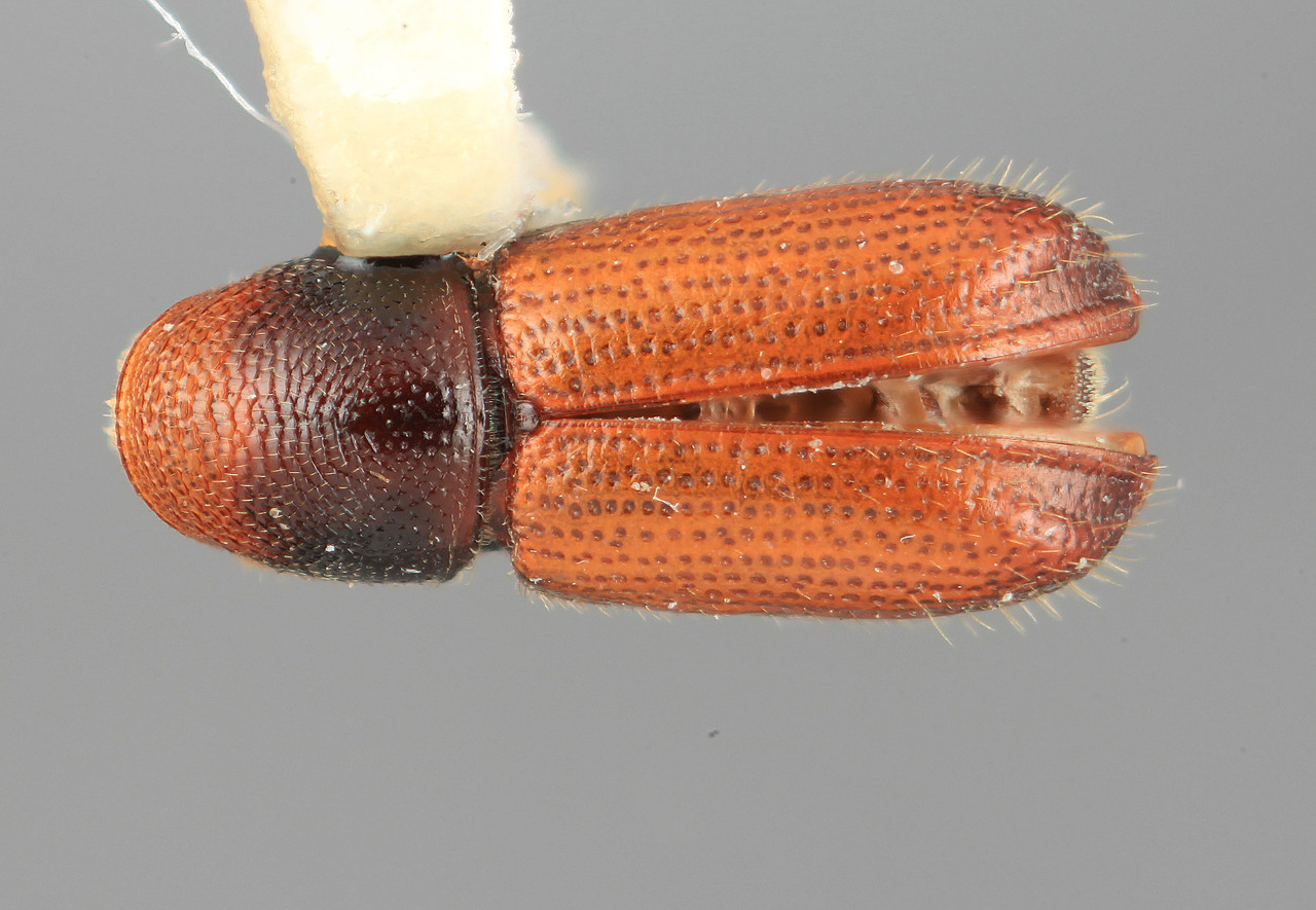 Genus / Species: Araptus praevius | Image Author: SM Smith | Location: Guatemala, Quetzaltenango, Cerro Zunil | Image Type: holotype | Collection: Entomology