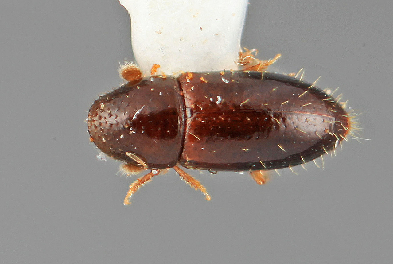Genus / Species: Araptus kirkendalli | Image Author: SM Smith | Location: Costa Rica, Heredia, La Selva Biol. Sta., 3 km S Pto. Viejo | Image Type: holotype | Collection: Entomology