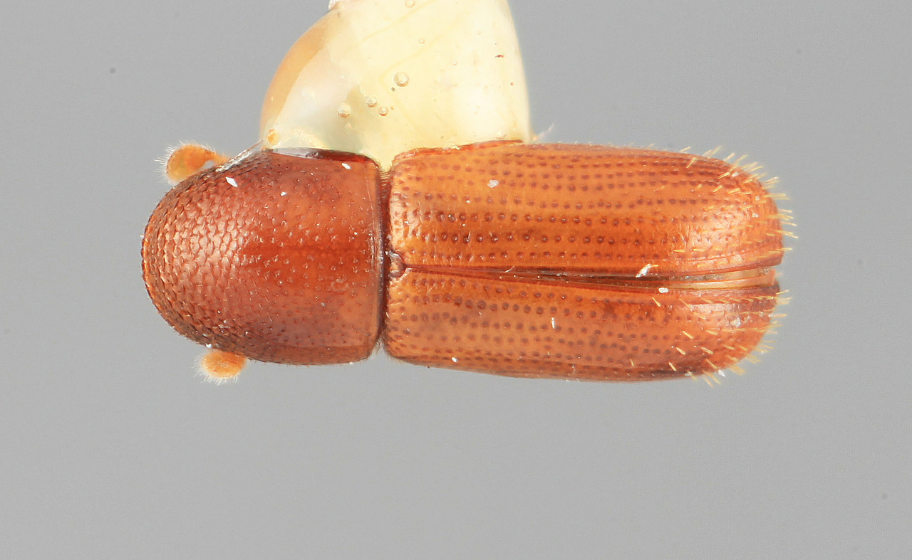 Genus / Species: Araptus tenuis | Image Author: SM Smith | Location: México, Veracruz, Jaltipan, 5 km W  | Image Type: holotype | Collection: Entomology