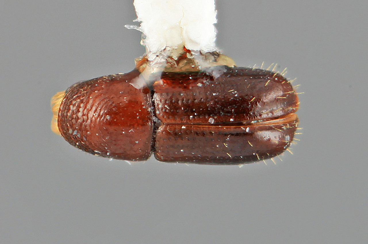 Genus / Species: Araptus vesculus | Image Author: SM Smith | Location: Costa Rica, Limón, Guapiles | Image Type: holotype | Collection: Entomology