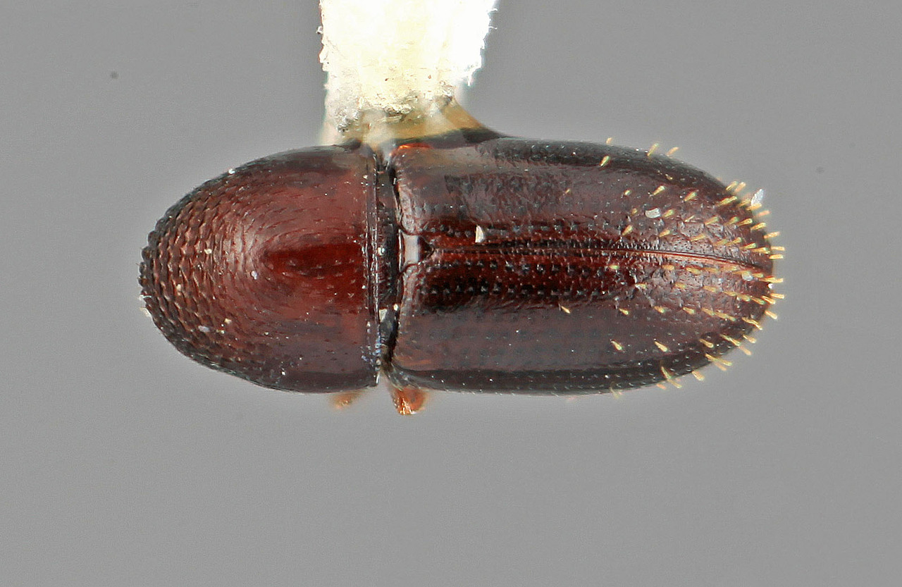 Genus / Species: Araptus vinnulus | Image Author: SM Smith | Location: Costa Rica, San José, San Ignacio de Acosta | Image Type: holotype | Collection: Entomology