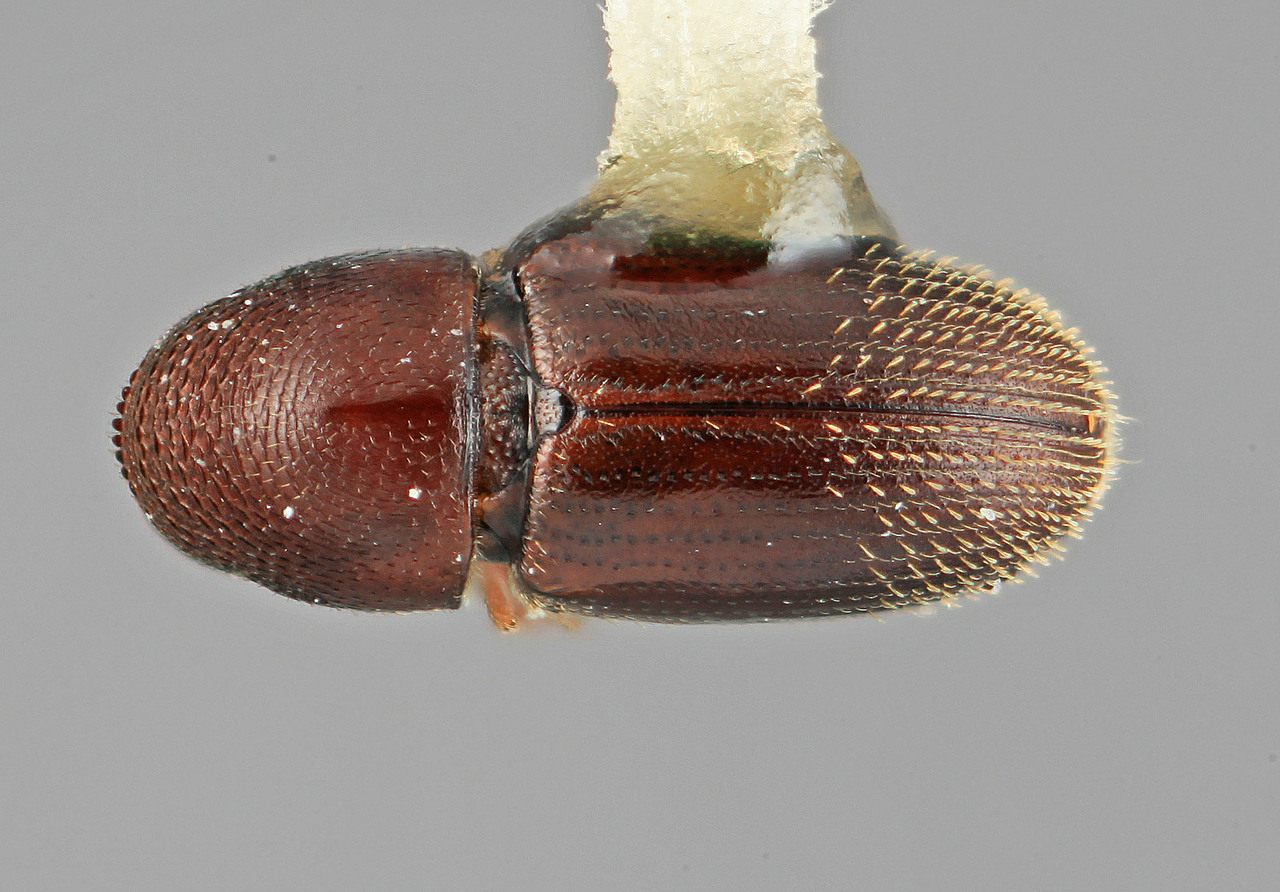 Genus / Species: Araptus partilis | Image Author: SM Smith | Location: Venezuela, Aragua, Colonia Tovar | Image Type: holotype | Collection: Entomology