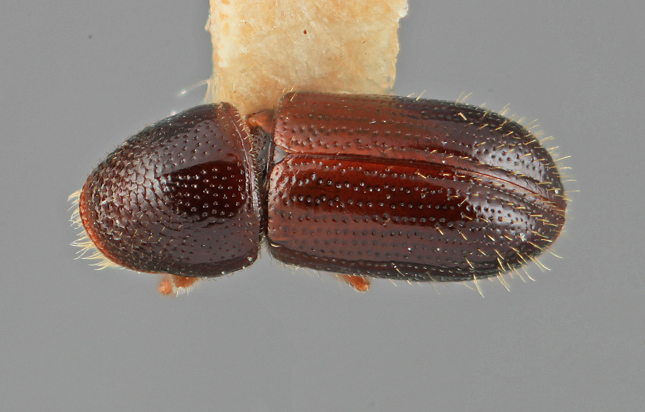 Genus / Species: Araptus blanditus | Image Author: SM Smith | Location: México, Veracruz, Fortin de las Flores | Image Type: holotype | Collection: Entomology