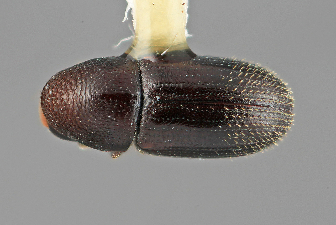 Genus / Species: Araptus furvus | Image Author: SM Smith | Location: Panamá, Chiriquí, Cerro Punta | Image Type: holotype | Collection: Entomology
