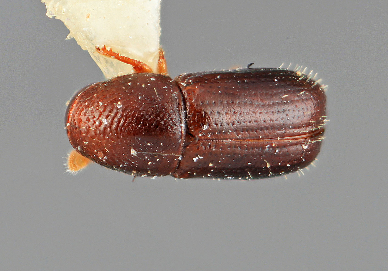 Genus / Species: Araptus micropilosus | Image Author: SM Smith | Location: México, Veracruz, Rancho Tepetates (ca. Paso de Oveja) | Image Type: holotype | Collection: Entomology