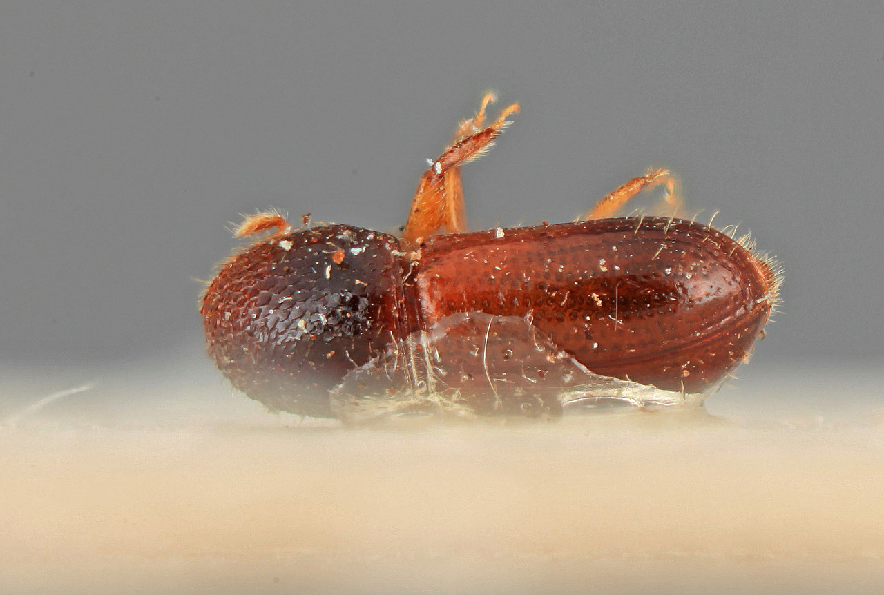 Genus / Species: Araptus convexifrons | Image Author: SM Smith | Location: Perú, Loreto, Genaro Herrera | Image Type: holotype | Collection: Entomology