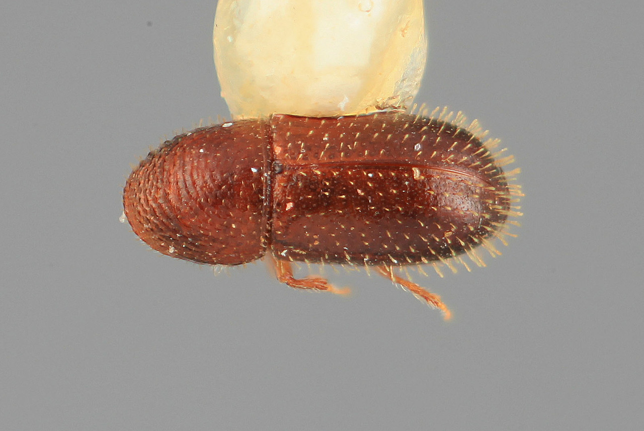 Genus / Species: Araptus nanulus | Image Author: SM Smith | Location: México, Tamaulipas, Tampico | Image Type: holotype | Collection: Entomology