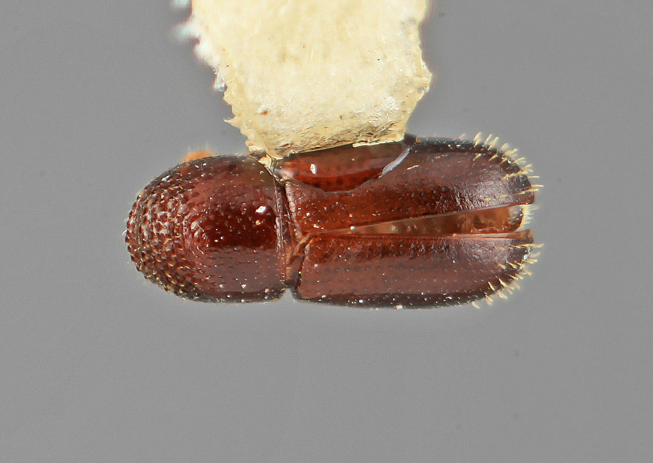 Genus / Species: Araptus jaliscoensis | Image Author: SM Smith | Location: México, Jalisco, Playa Perula | Image Type: holotype | Collection: Entomology