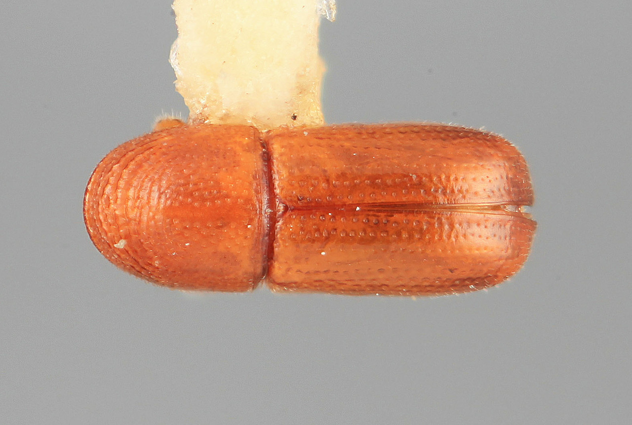 Genus / Species: Araptus micaceus | Image Author: SM Smith | Location: México, Nayarit, Los Corchos | Image Type: holotype | Collection: Entomology