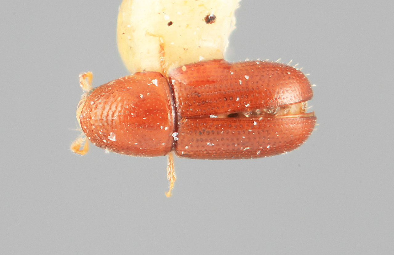 Genus / Species: Araptus facetus | Image Author: SM Smith | Location: Costa Rica, Guanacaste, Río Tempisque | Image Type: holotype | Collection: Entomology