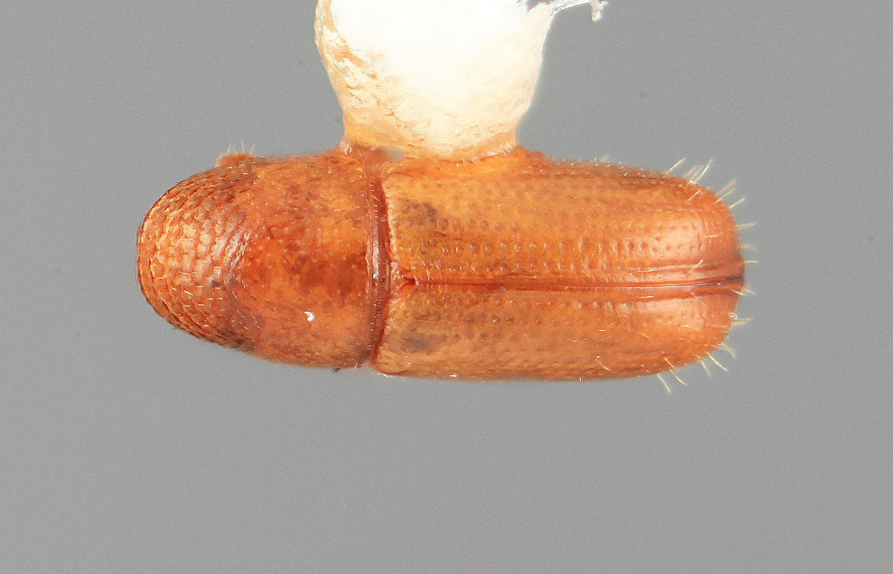 Genus / Species: Araptus falaciosus | Image Author: SM Smith | Location: Brazil, Bahia, Ilheus | Image Type: holotype | Collection: Entomology