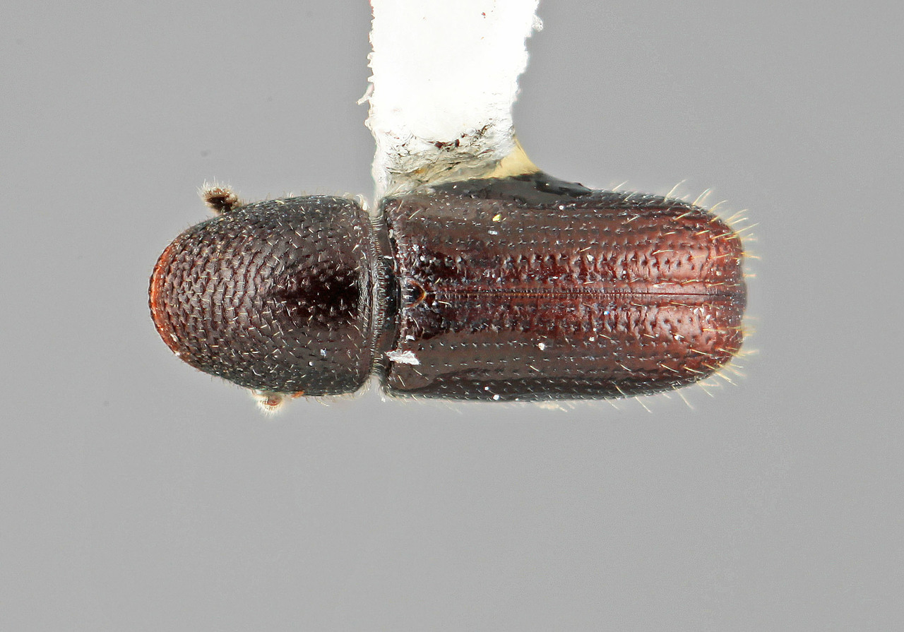 Genus / Species: Pityophthorus nectandrae | Image Author: SM Smith | Location: Venezuela, Mérida, Mérida, pico Bolivar Teleférico | Image Type: holotype | Collection: Entomology