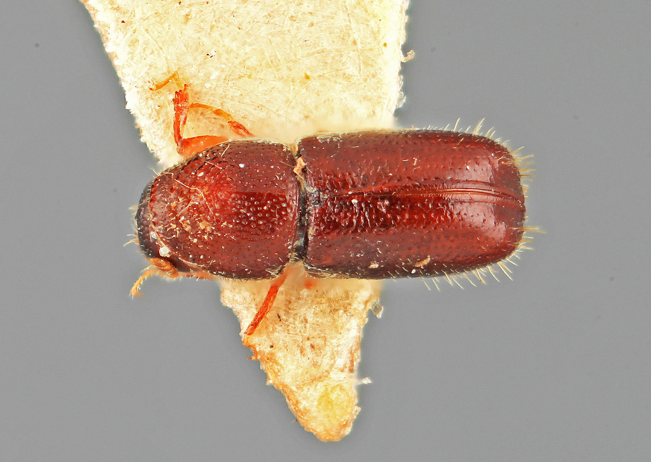 Genus / Species: Pityophthorus cedri | Image Author: SM Smith | Location: India, Jammu and Kashmir, Buniyar, Jhelum Valley | Image Type: holotype | Collection: Forest Research Institute