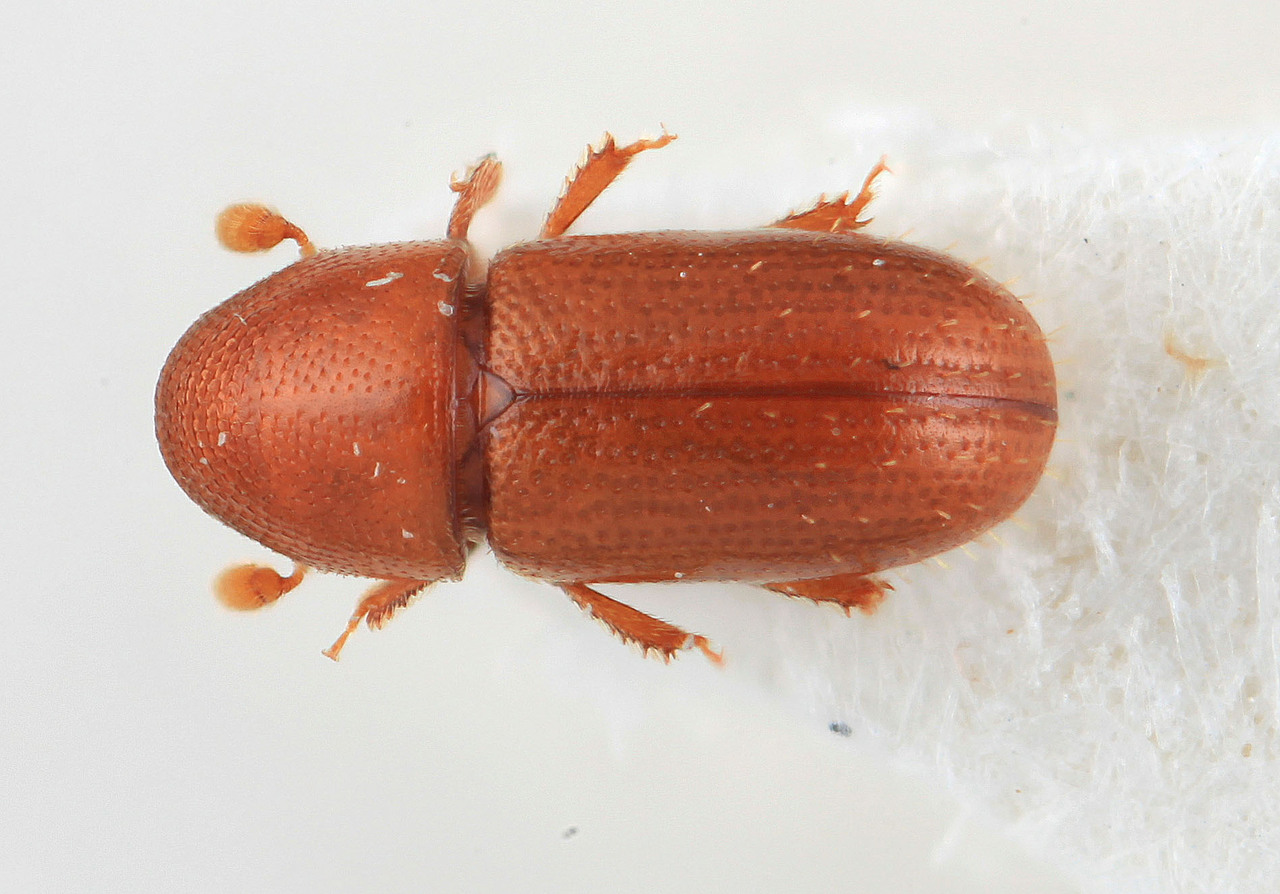 Genus / Species: Araptus guyanensis | Image Author: SM Smith | Location: Fr. Guiana, Chemin du Rorota | Image Type: holotype | Collection: Entomology