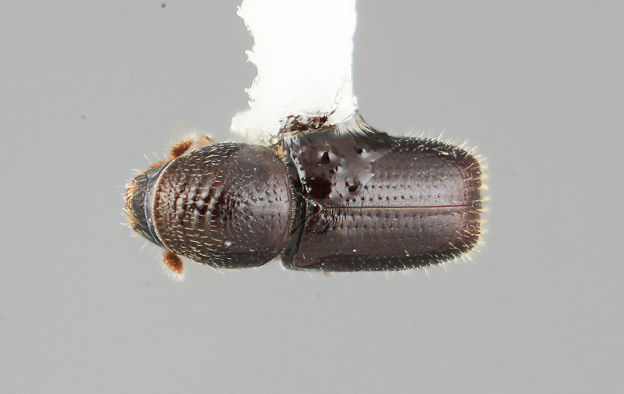 Genus / Species: Pityophthorus nigriceps | Image Author: SM Smith | Location: Colombia, Antioquía, Piedras Blancas, 10 km E Medellin | Image Type: holotype | Collection: Entomology