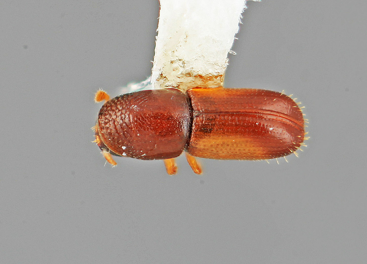 Genus / Species: Pityophthorus minimus | Image Author: SM Smith | Location: Venezuela, Mérida, El Vigia, 13 km SW | Image Type: holotype | Collection: Entomology