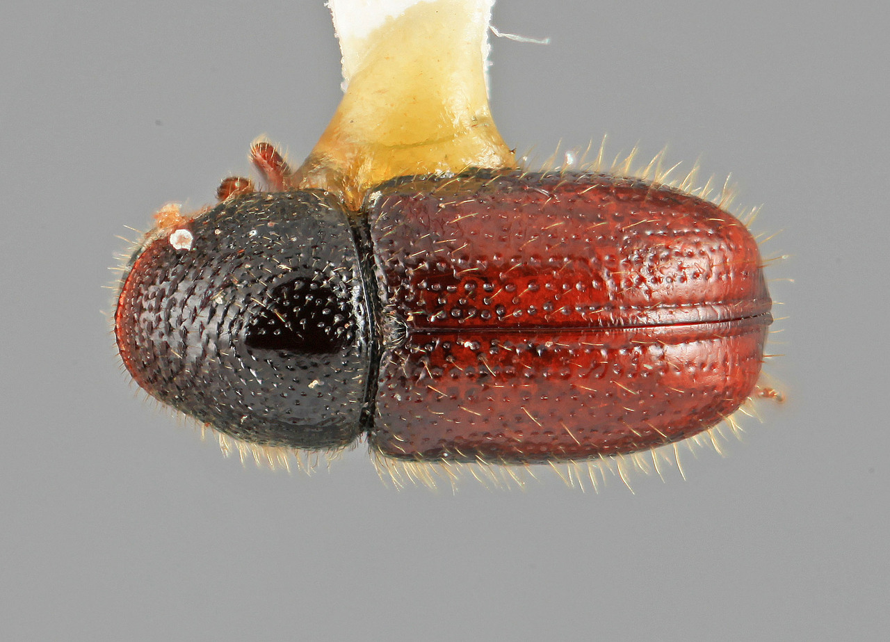Genus / Species: Conophthorus edulis | Image Author: SM Smith | Location: United States, Arizona, Miller Canyon | Image Type: holotype | Collection: Entomology