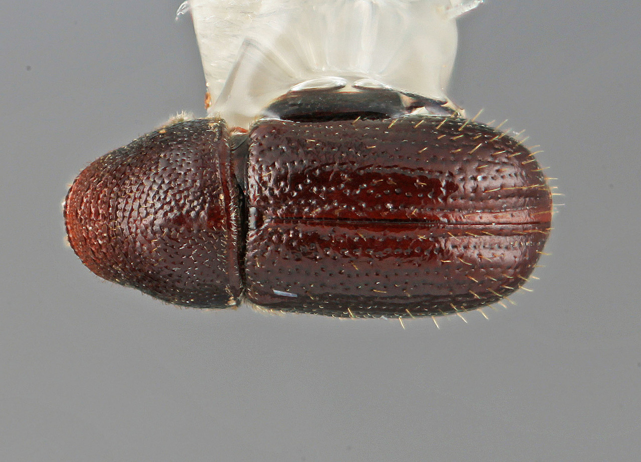 Genus / Species: Araptus placetulus | Image Author: SM Smith | Location: México, Michoacán, Uruapan | Image Type: holotype | Collection: Entomology