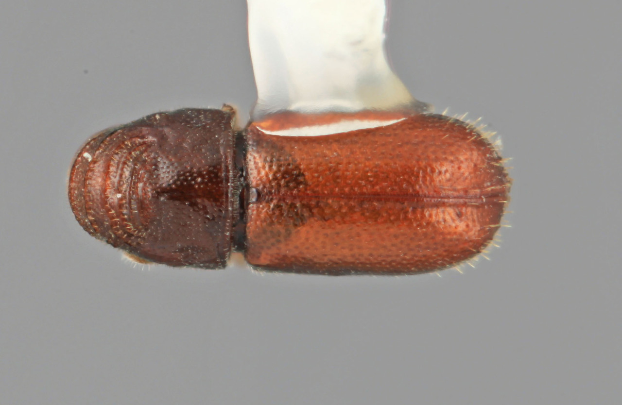 Genus / Species: Araptus subconcentralis | Image Author: SM Smith | Location: Venezuela, Mérida, Mérida | Image Type: holotype | Collection: Entomology