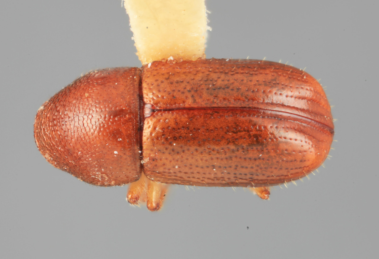Genus / Species: Araptus impensus | Image Author: SM Smith | Location: Colombia, Cundinamarca, Bogotá | Image Type: holotype | Collection: Entomology