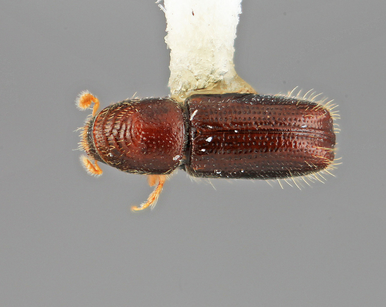 Genus / Species: Pityophthorus moritzi | Image Author: SM Smith | Location: Venezuela, Aragua, Colonia Tovar | Image Type: holotype | Collection: Entomology