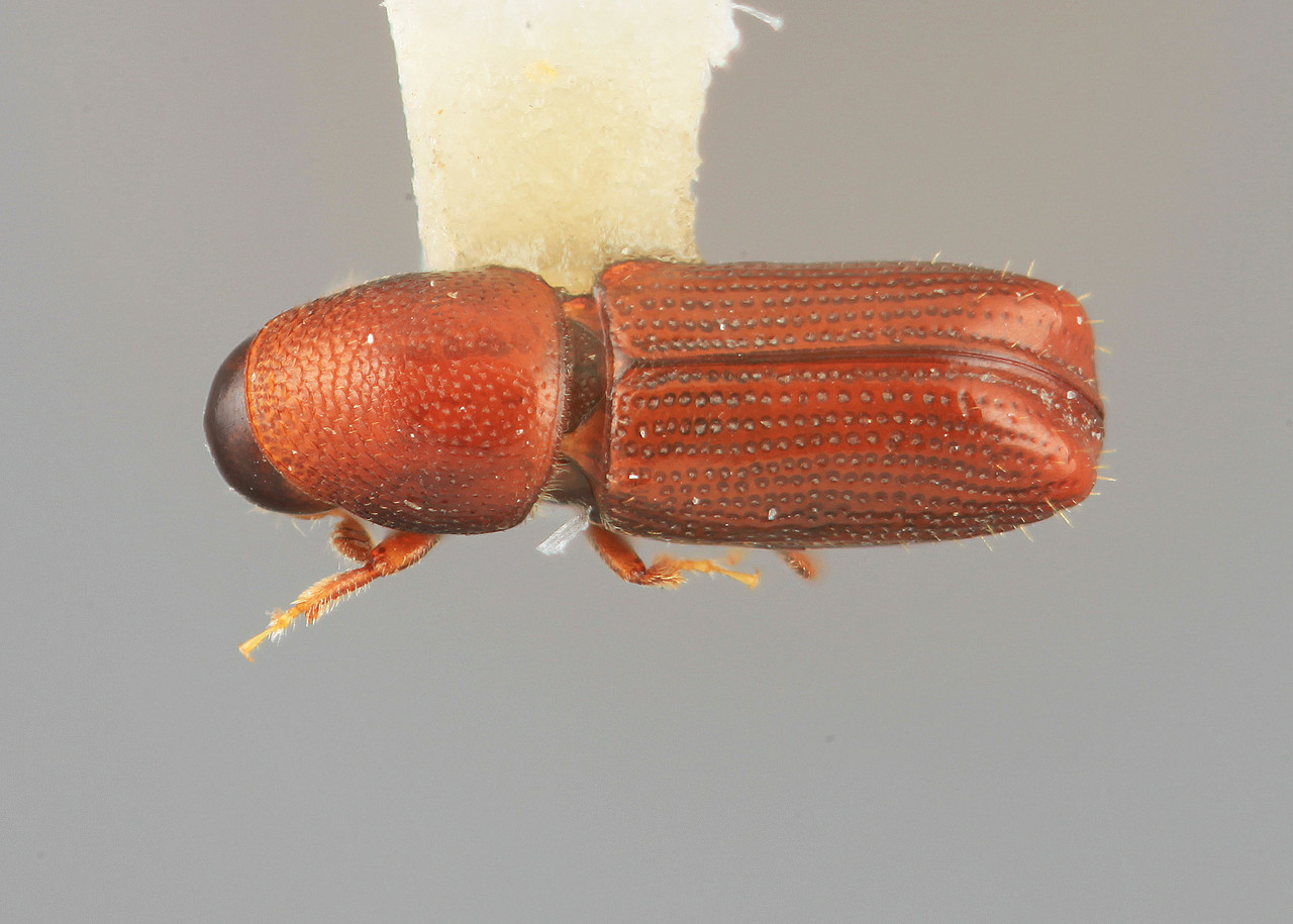 Genus / Species: Pityophthorus splendens | Image Author: SM Smith | Location: Venezuela, Mérida, La Carbonera, 50 km NE Merida | Image Type: holotype | Collection: Entomology