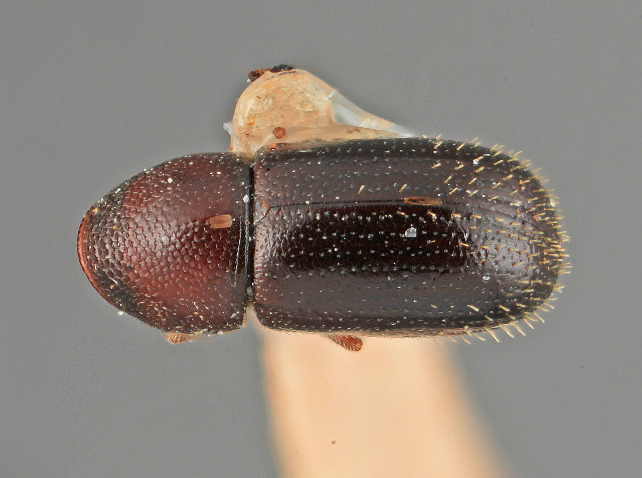 Genus / Species: Araptus mucunavorus | Image Author: SM Smith | Location: Colombia, Antioquía, Porce (Medellin) | Image Type: holotype | Collection: Entomology