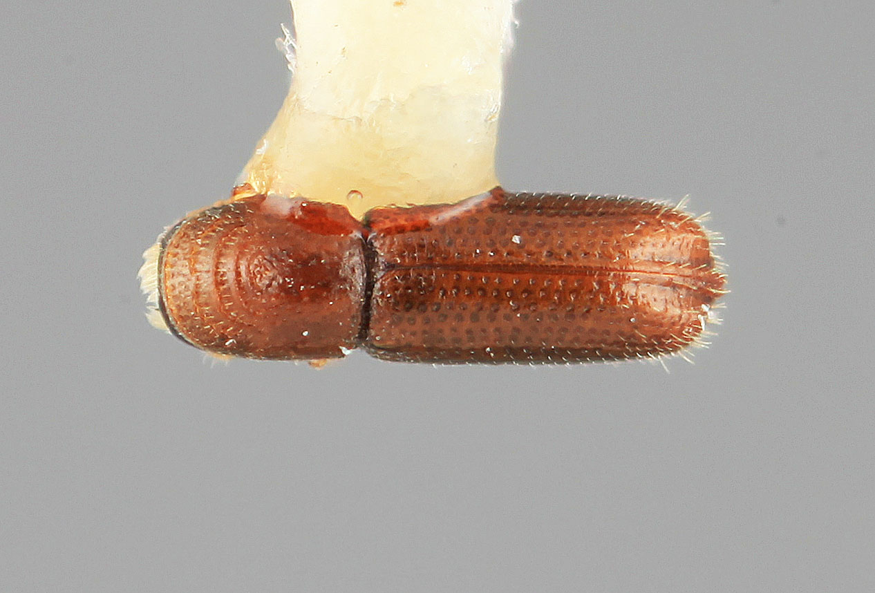 Genus / Species: Pityophthorus minutalis | Image Author: SM Smith | Location: Guatemala, Escuintla, Palin | Image Type: holotype | Collection: Entomology