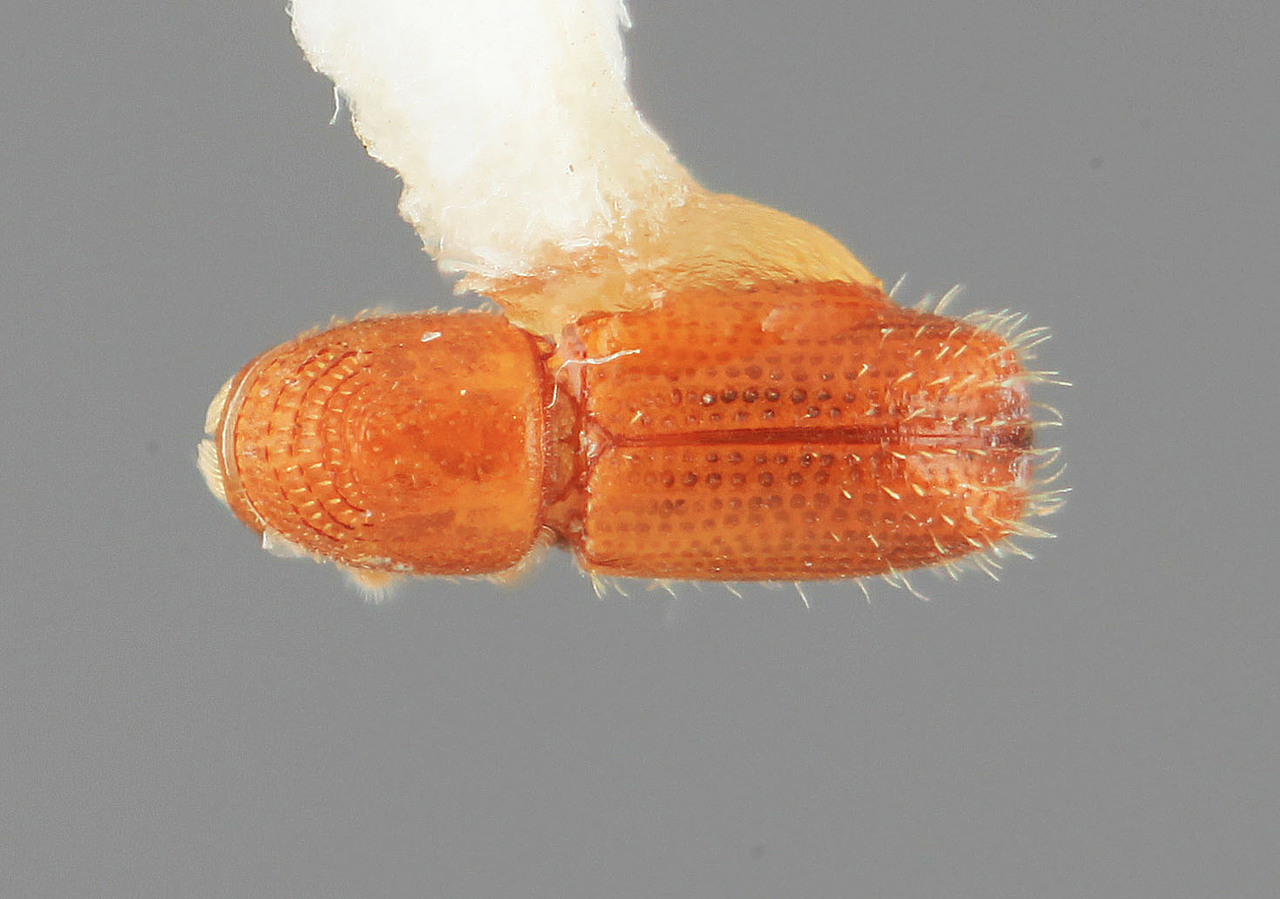 Genus / Species: Pityophthorus anacardii | Image Author: SM Smith | Location: Venezuela, Zulia, Cañon Zancudo, 30 km N | Image Type: holotype | Collection: Entomology