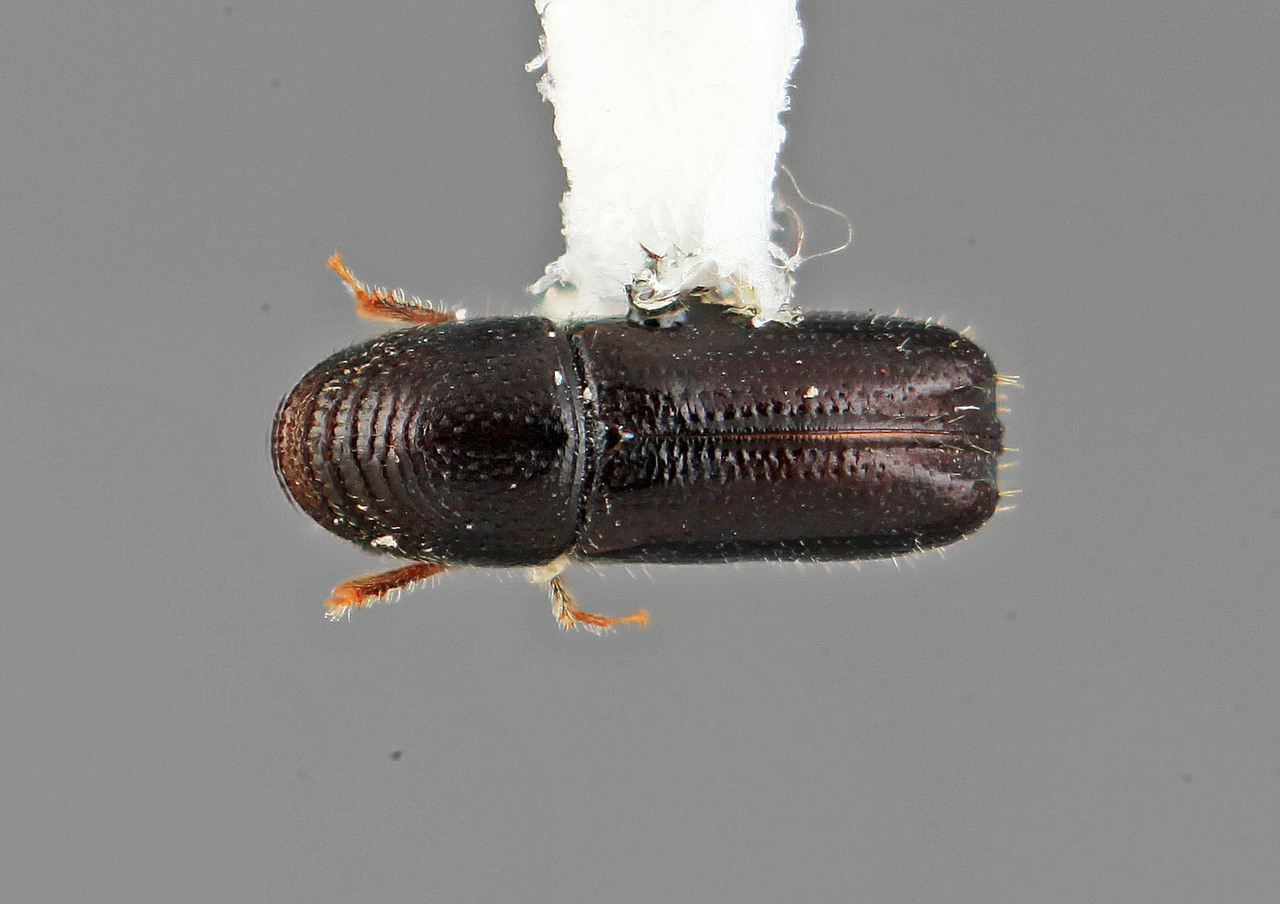 Genus / Species: Pityophthorus eucracens | Image Author: SM Smith | Location: Colombia, Antioquía, Piedras Blancas, 10 km E Medellin | Image Type: holotype | Collection: Entomology