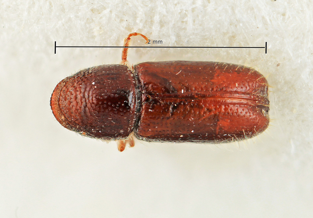 Genus / Species: Pityophthorus tucumanensis | Image Author: SM Smith | Location: Argentina, Tucumán, Tucumán (region / admin. unit) | Image Type: holotype | Collection: Entomology