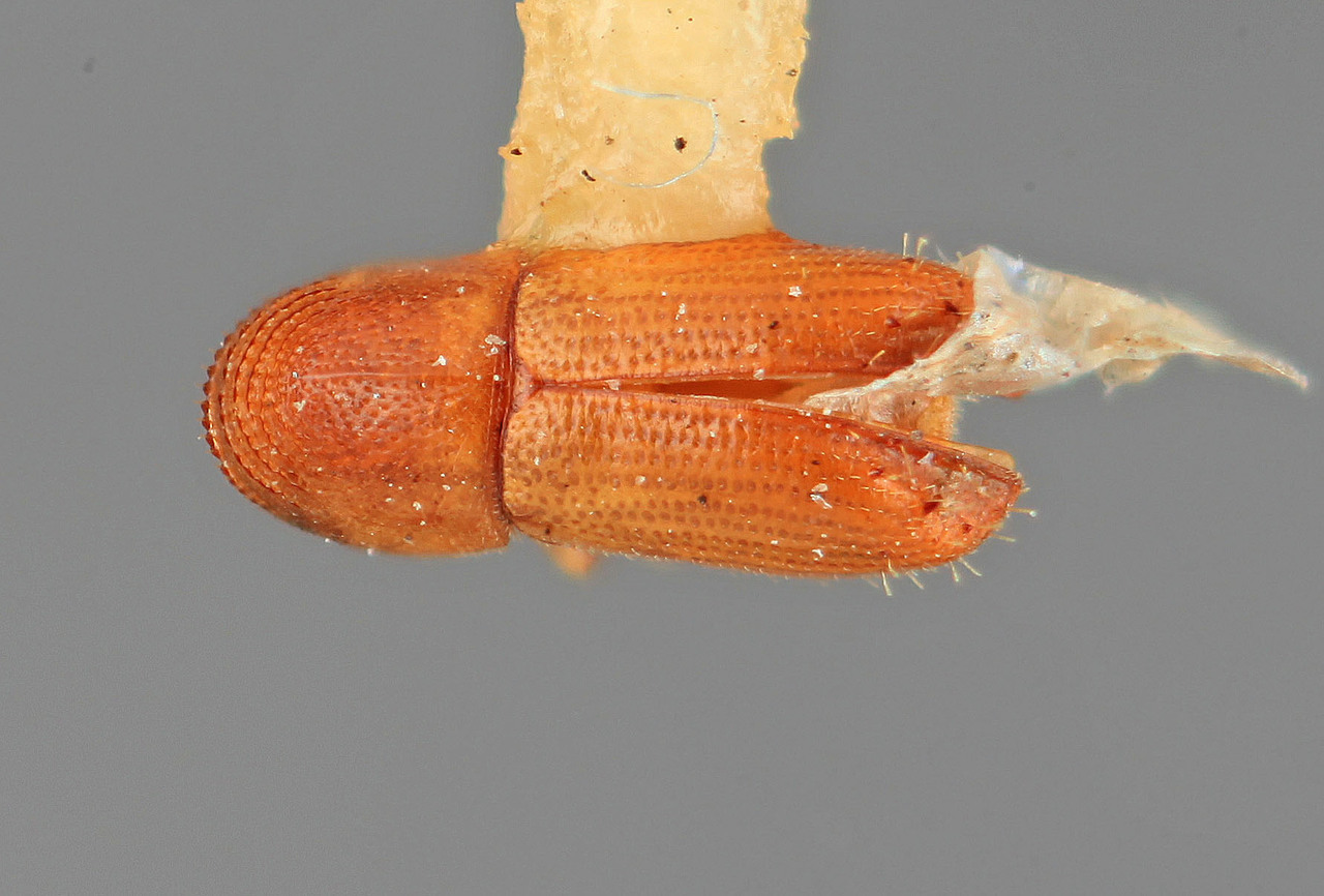 Genus / Species: Pityophthorus bahiae | Image Author: SM Smith | Location: Brazil, Bahia, Ilheus | Image Type: holotype | Collection: Entomology