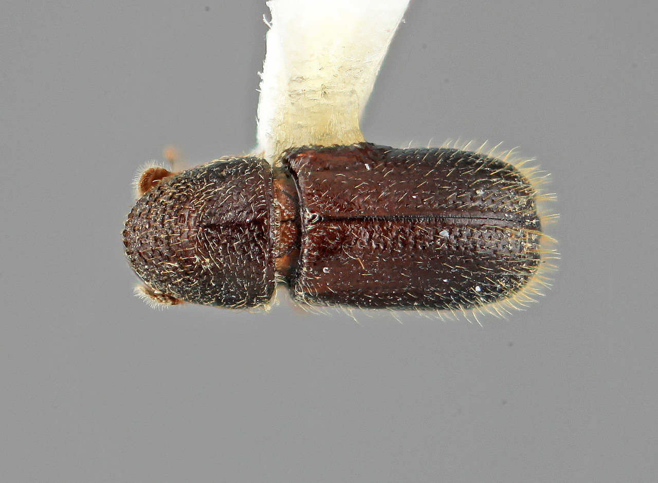 Genus / Species: Pityophthorus podocarpi | Image Author: SM Smith | Location: Venezuela, Mérida, Mérida, 30 km N | Image Type: holotype | Collection: Entomology
