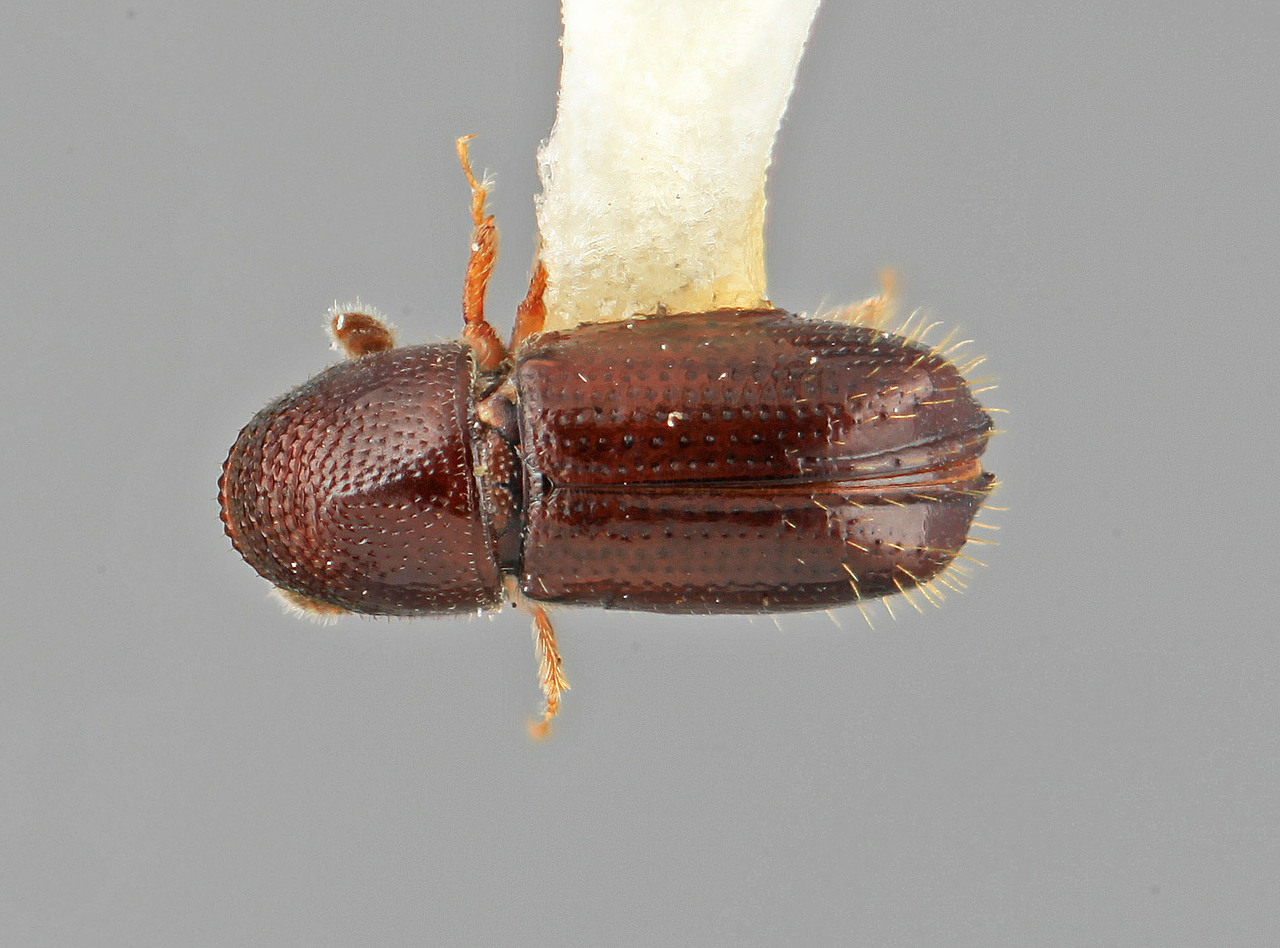 Genus / Species: Pityophthorus opacifrons | Image Author: SM Smith | Location: Venezuela, Miranda, El Laurel Experimental Farm, 12 km SW Caracas | Image Type: holotype | Collection: Entomology