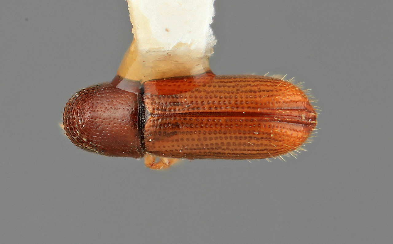 Genus / Species: Pityophthorus sobrinus | Image Author: SM Smith | Location: Costa Rica, Cartago, Cartago, SE | Image Type: holotype | Collection: Entomology