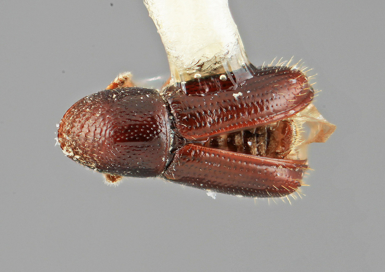 Genus / Species: Pityophthorus imbellis | Image Author: SM Smith | Location: Venezuela, Miranda, El Laurel Experimental Farm, 12 km SW Caracas | Image Type: holotype | Collection: Entomology