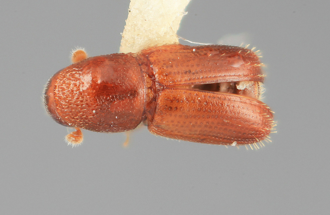 Genus / Species: Araptus liminaris | Image Author: SM Smith | Location: Venezuela, Barinas, El Canton, 40 km E | Image Type: holotype | Collection: Entomology