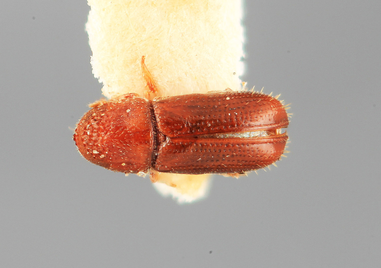 Genus / Species: Pityophthorus chilgoza | Image Author: SM Smith | Location: India, Himachal Pradesh, Kilba | Image Type: holotype | Collection: Forest Research Institute