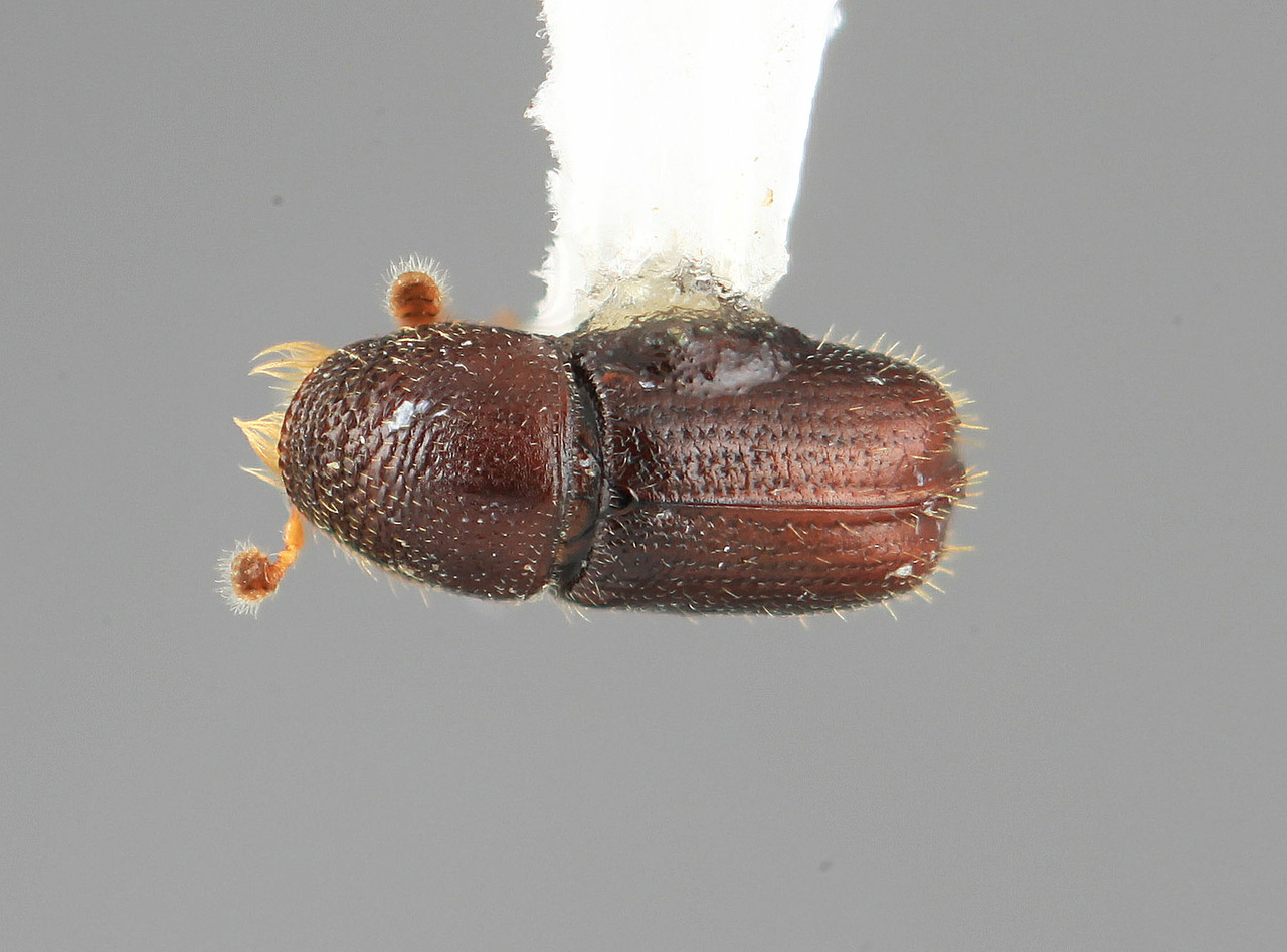 Genus / Species: Pityophthorus reticulatus | Image Author: SM Smith | Location: Venezuela, Mérida, El Vigia, 13 km SW | Image Type: holotype | Collection: Entomology