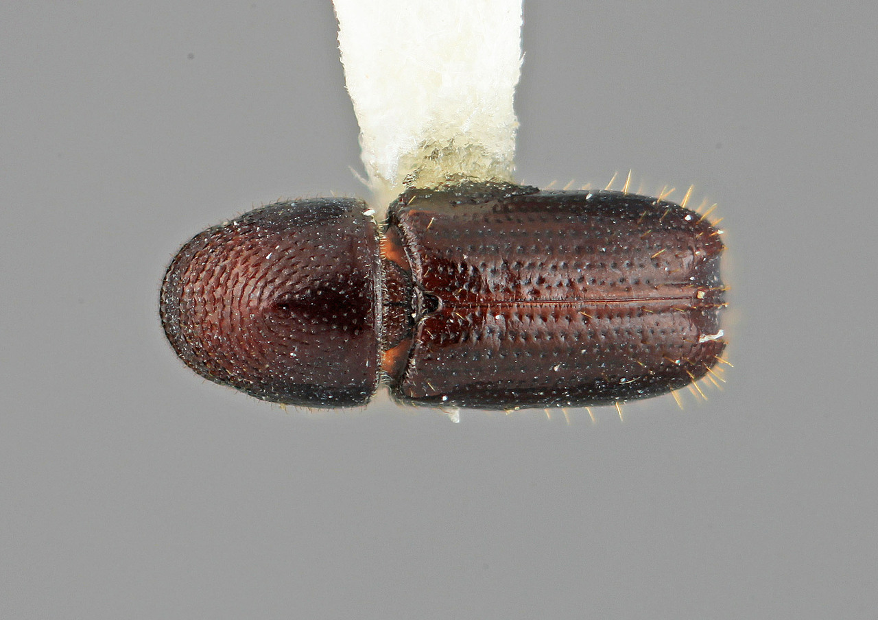 Genus / Species: Pityophthorus retifrons | Image Author: SM Smith | Location: Venezuela, Mérida, Mérida | Image Type: holotype | Collection: Entomology