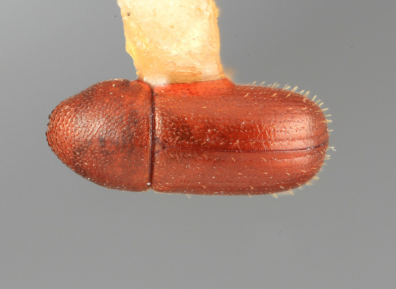 Genus / Species: Araptus pernicialis | Image Author: SM Smith | Location: Brazil, Pará, Pará (estado) | Image Type: holotype | Collection: Entomology