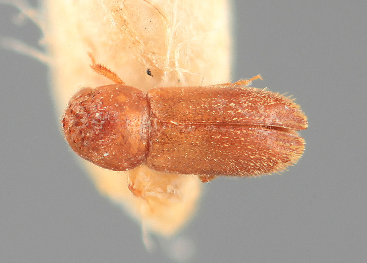 Genus / Species: Mimiocurus beesoni | Image Author: SM Smith | Location: India, Tamil Nadu, Amarampalam R., Nilambur, Madras | Image Type: holotype | Collection: Forest Research Institute