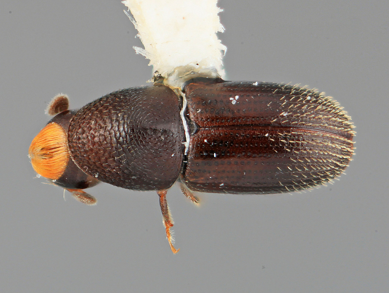 Genus / Species: Araptus furvescens | Image Author: SM Smith | Location: Guatemala, Escuintla, Volcán Pacaya | Image Type: holotype | Collection: Entomology