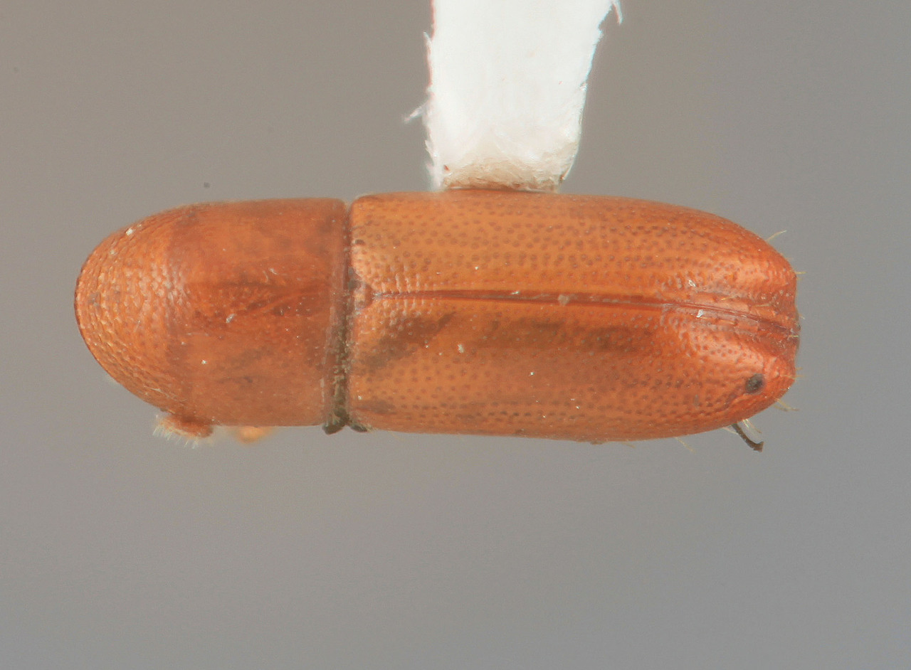 Genus / Species: Araptus araguensis | Image Author: SM Smith | Location: Venezuela, Aragua, Rancho Grande | Image Type: holotype | Collection: Entomology
