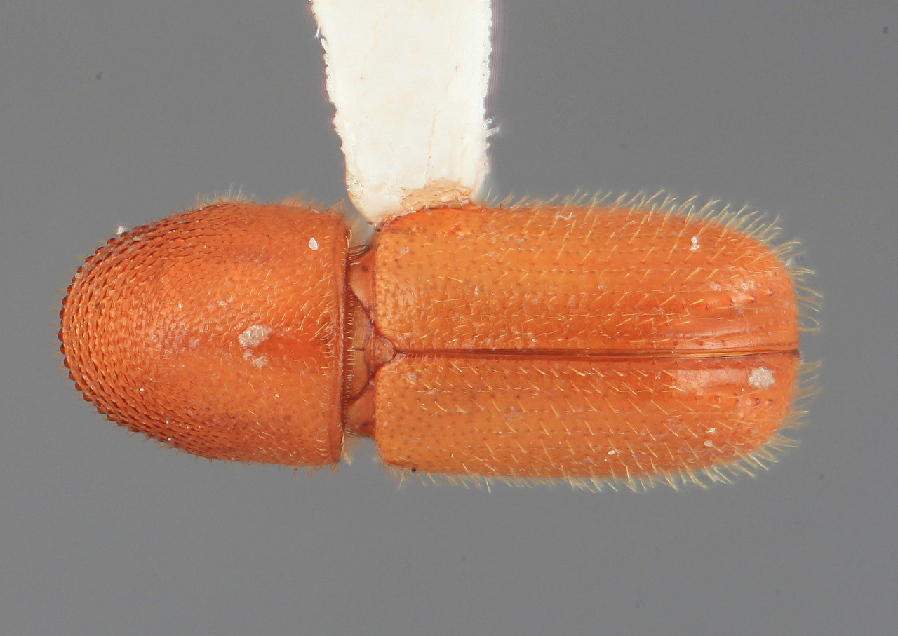 Genus / Species: Araptus frugalis | Image Author: SM Smith | Location: Costa Rica, Puntarenas, Rincón de Osa | Image Type: holotype | Collection: Entomology