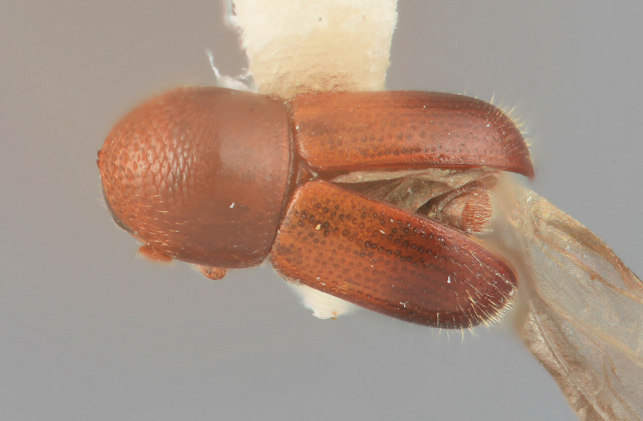 Genus / Species: Corthyloxiphus declivis | Image Author: SM Smith | Location: Venezuela, Mérida, La Carbonera, 50 km NE Merida | Collection: Entomology