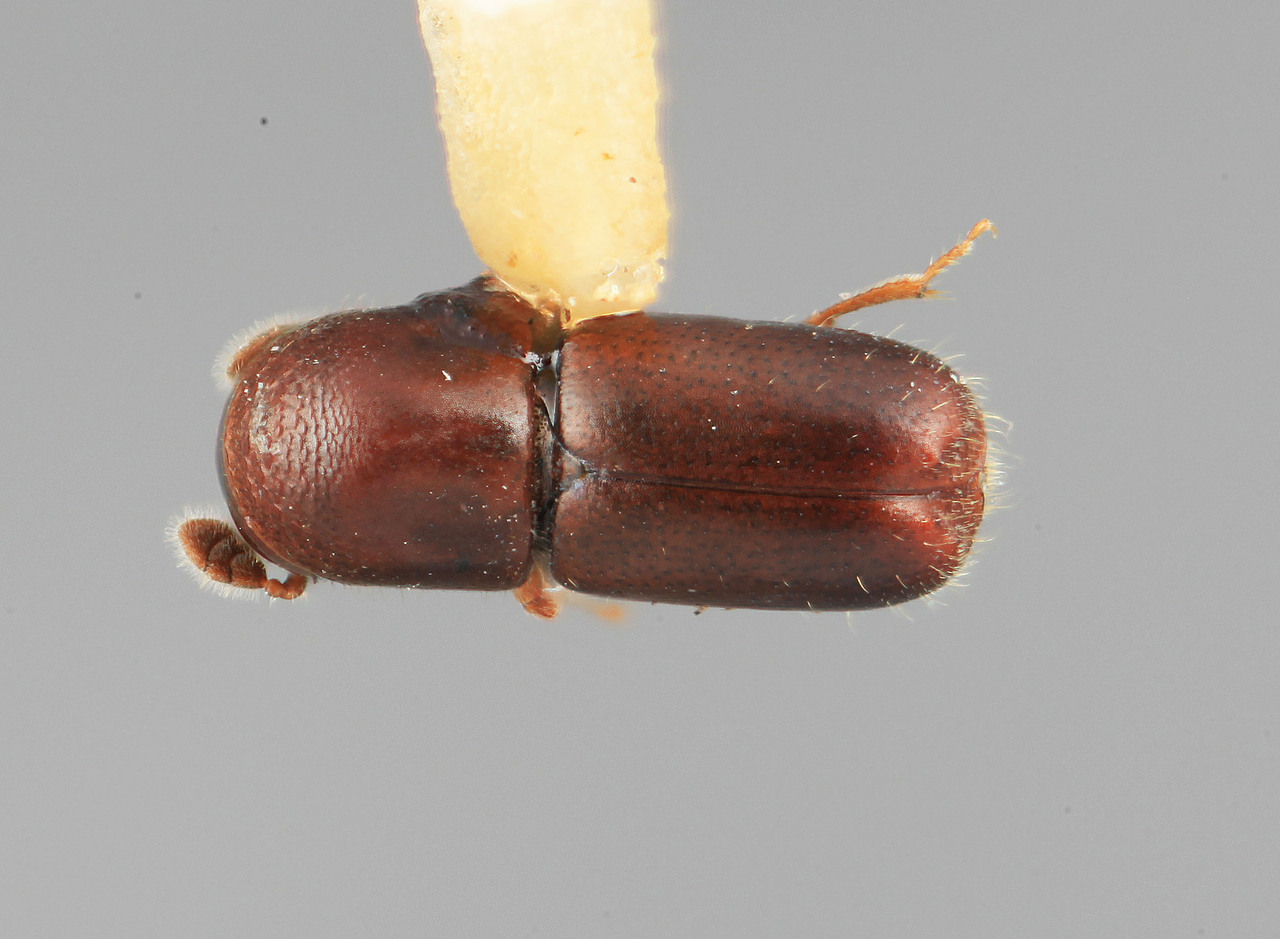 Genus / Species: Microcorthylus concisus | Image Author: SM Smith | Location: Costa Rica, Puntarenas, Volcan | Image Type: holotype | Collection: Entomology