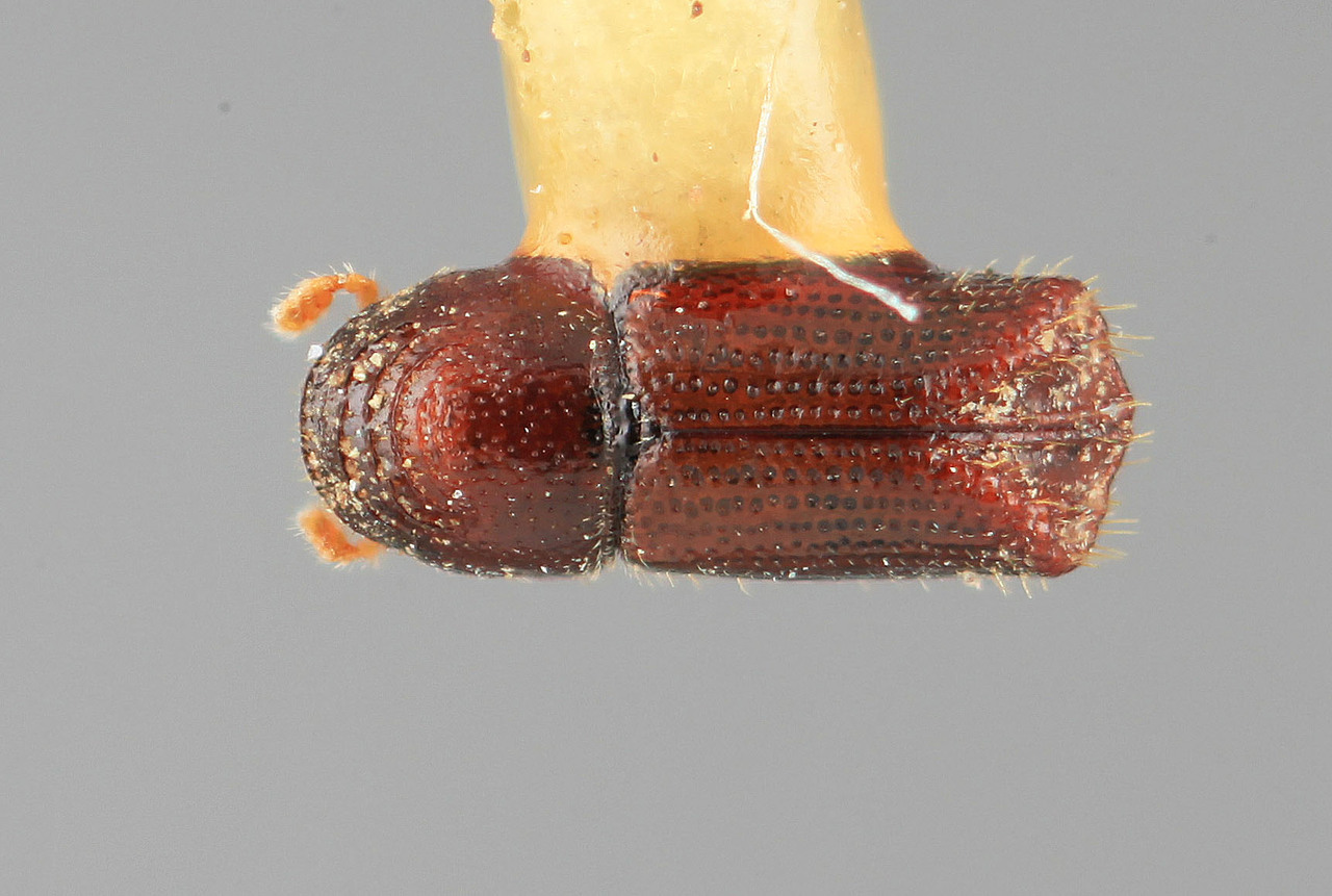 Genus / Species: Pityophthorus hylocuroides | Image Author: SM Smith | Location: México, Hidalgo, Jacala, 11 (17 km) mi NE | Image Type: holotype | Collection: Entomology